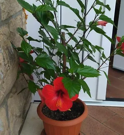 Lägenhet Antonny Zvekovica