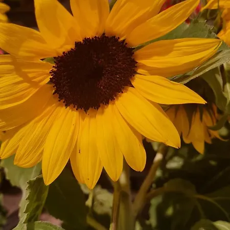 Antonny Appartamento Zvekovica