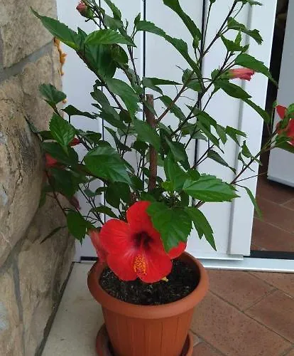 Appartamento Antonny Zvekovica